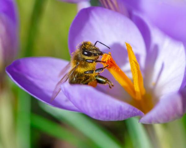 What Is Flower Nectar?