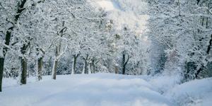 What Is Frost and How Is It Different From Freeze?