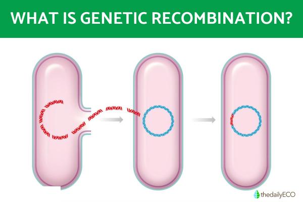 What is Genetic Recombination? - What is genetic recombination?