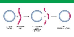 What is Genetic Recombination?