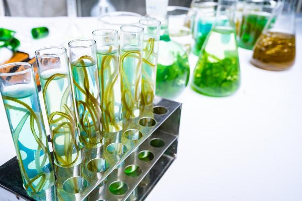 What Is Green Biotechnology? - What is green biotechnology?