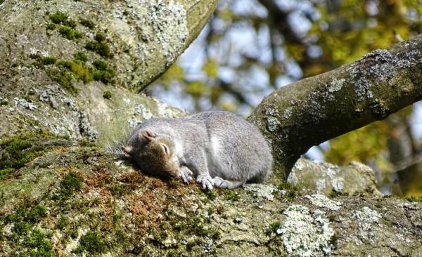 Different Types of Hibernating Animals - What is hibernation in animals?