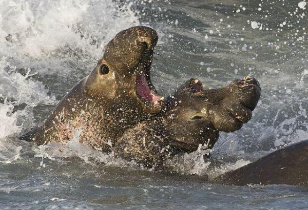 What Is Intraspecies Competition? - What is intraspecies competition?