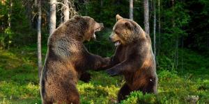 What Is Intraspecies Competition?