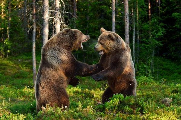 What Is Intraspecies Competition?
