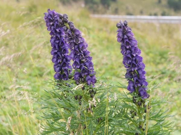 What Is Monkshood or Wolf’s Bane? - What is monkshood or wolf's bane?