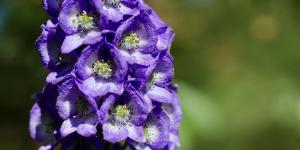 What Is Monkshood or Wolf’s Bane?