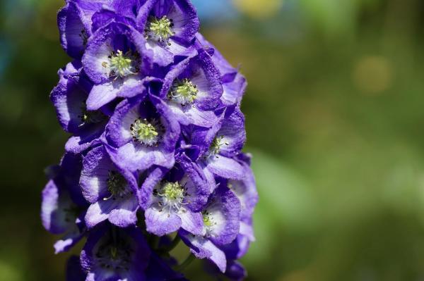 What Is Monkshood or Wolf’s Bane?