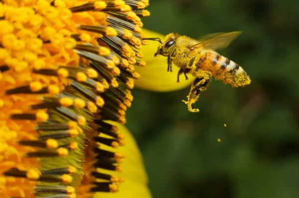 What is Mutualism? Examples and Benefits - What is mutualism?