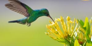 What is Mutualism? Examples and Benefits
