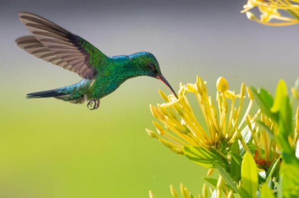 What is Mutualism? Examples and Benefits