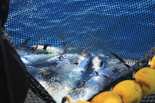 What Is Overfishing? - Causes, Consequences, and Solutions - What is overfishing?
