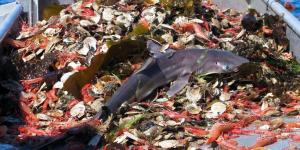 What Is Overfishing? - Causes, Consequences, and Solutions