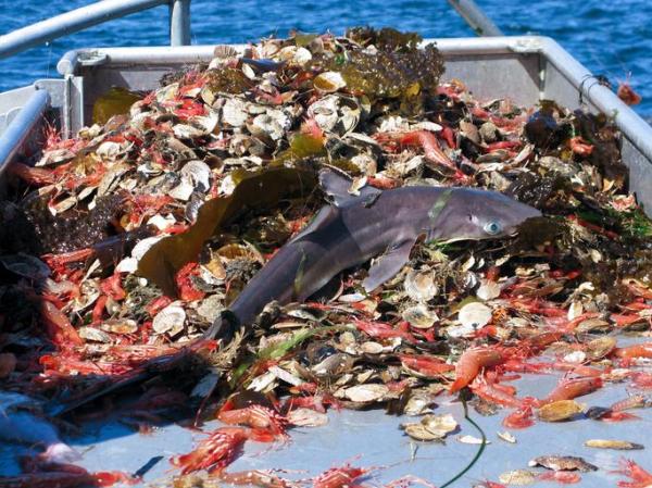 What Is Overfishing? - Causes, Consequences, and Solutions