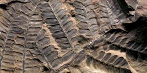 What Is Paleobotany? - Study of Plant Fossils