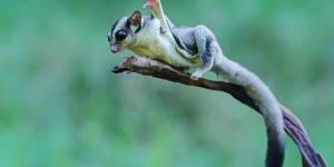 What Is Parallel Evolution in Biology?