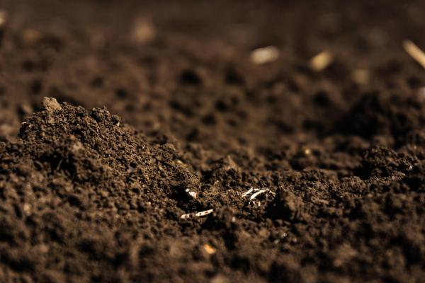 Types of Peat Moss for Plants - What is peat moss for plants?