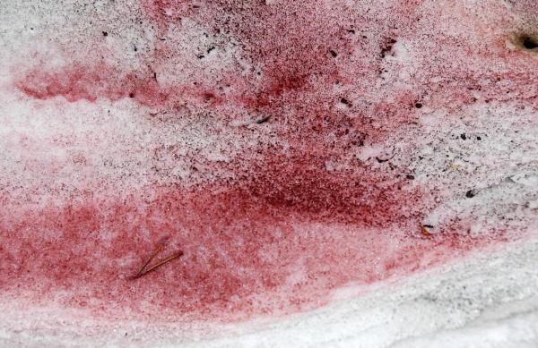 What Is Pink Snow or Watermelon Snow?