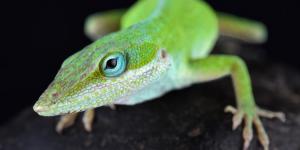 What Is Rapid Evolution? - Definition