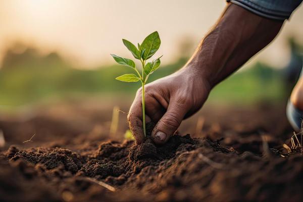 What Is Regenerative Farming? - Principles and Examples