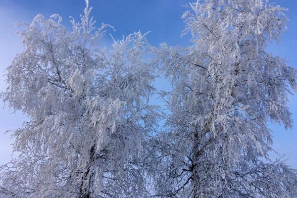 What Is Rime Ice and How Is It Formed?