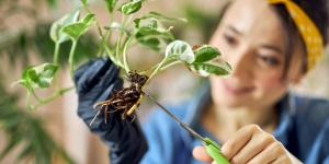 What Is Root Pruning?