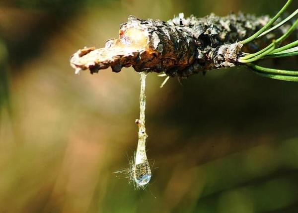 What Is Sap in a Tree? - What is sap in a tree?
