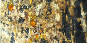 What Is Sap in a Tree?