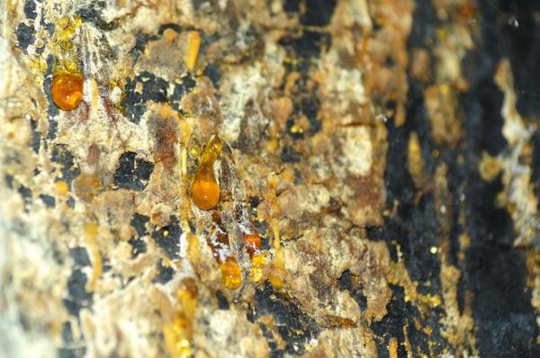 What Is Sap in a Tree?
