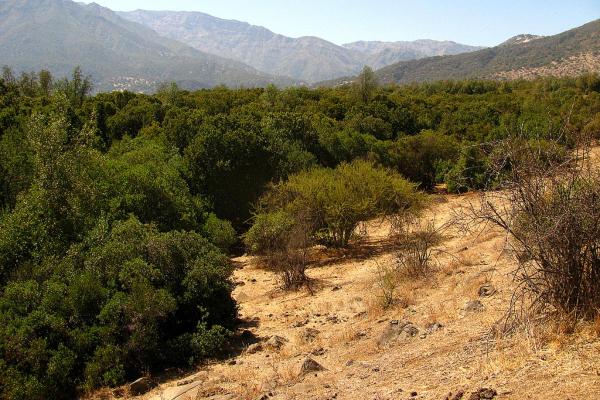 What Is a Sclerophyllous Forest? - What is sclerophyllous forest?
