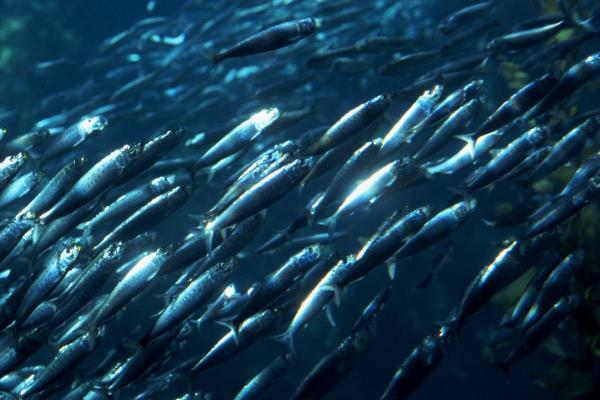 What Is Fish Shoaling? - What is shoaling in fish?