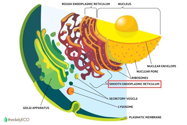 What Is the Smooth Endoplasmic Reticulum and Its Function? - What is smooth endoplasmic reticulum?