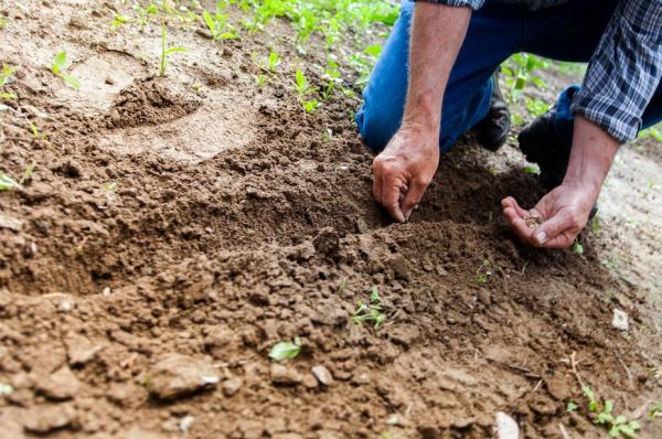 What is Soil Science Study? - Definition and Importance