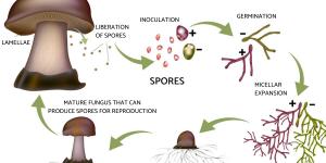 What is Sporulation in Biology?