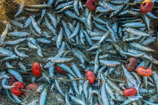 Why Is Sustainable Fishing Important? - What is sustainable fishing?