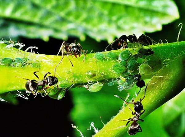 What Is Symbiosis in Biology?