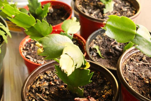 How to Propagate a Christmas Cactus - What is the best time to propagate christmas cactus?
