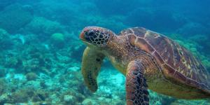 What Is the Blue Economy? - Blue Economy Definition