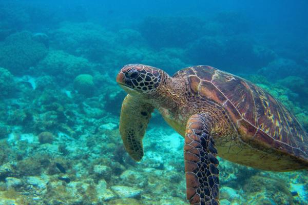 What Is the Blue Economy? - Blue Economy Definition