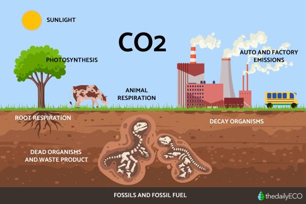 Understanding the Carbon Cycle - What is the carbon cycle?