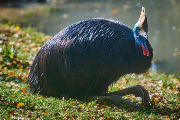 What Is the Most Dangerous Bird in the World? - What is the cassowary?