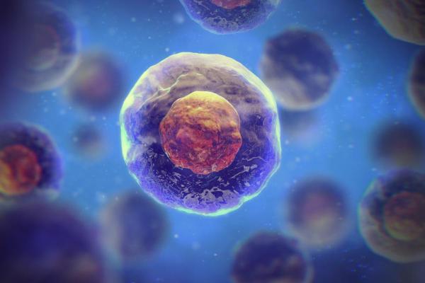 What Is a Cell Nucleus and Its Function? - What is the cell nucleus?