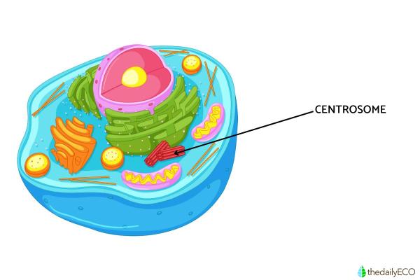 What Is a Centrosome and Its Function? - What is the centrosome in animal cells?