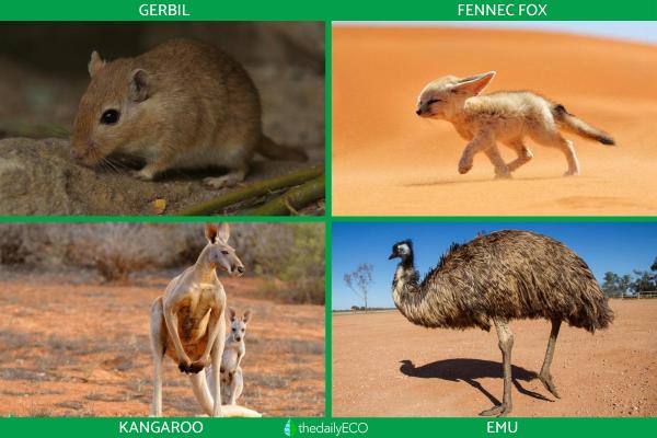 What Is the Climate in the Desert Like? -