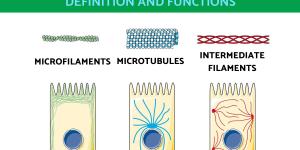 What is the Cytoskeleton and Its Functions?