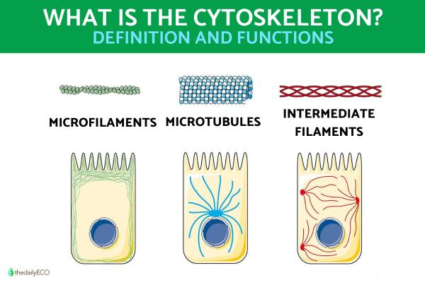 What is the Cytoskeleton and Its Functions?