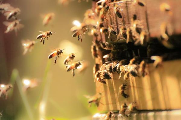How Do Bees Communicate? - What is the dance of bees?