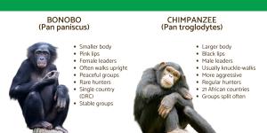 What Is the Difference Between a Bonobo and a Chimpanzee?