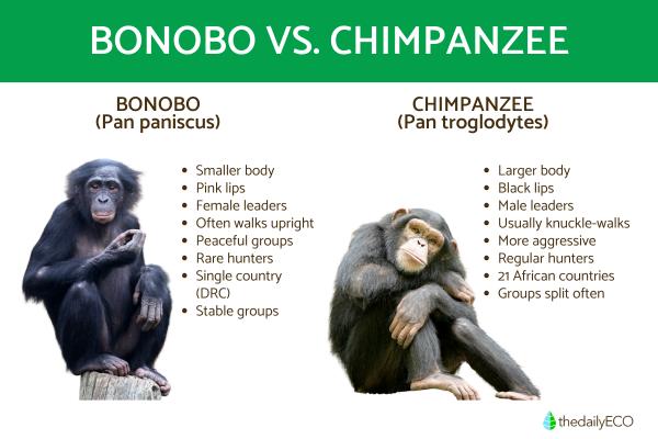 What Is the Difference Between a Bonobo and a Chimpanzee?