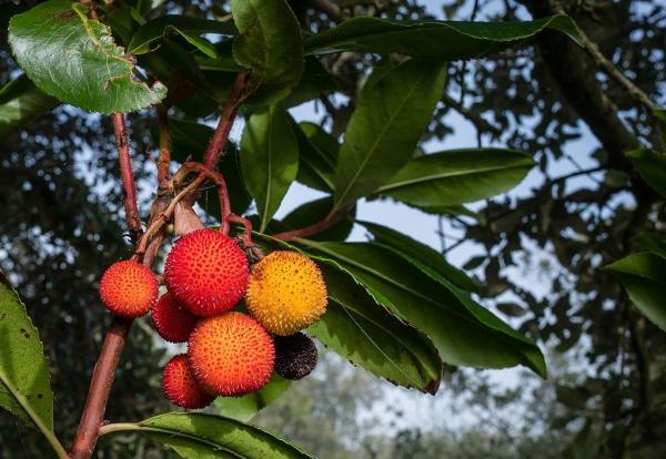 What Is Considered a Berry? - What is the difference between a fruit and a berry?
